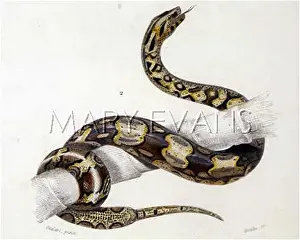 Constrictor: BOA CONSTRICTOR/DUHN