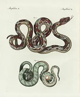 Boa constrictor and emerald tree boa, Corallus canina