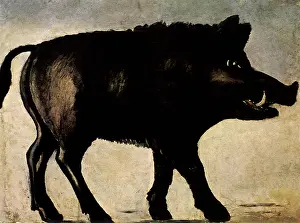 Tusks: Boar
