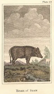 Siam: Boar of Siam