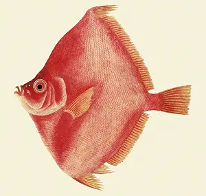 Capros: Boarfish, Antigonia capros