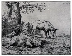 Boars: Two Boars