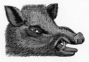Boars: Boar's head