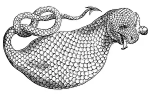 1658: The Boas, 17th Century