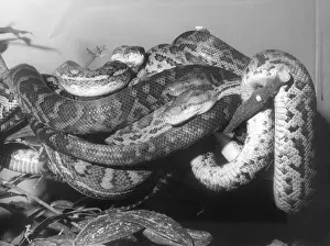 Boas: BOAS & PYTHON