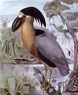 Storks: Boat-billed Heron, Cochleanius cochlearuis