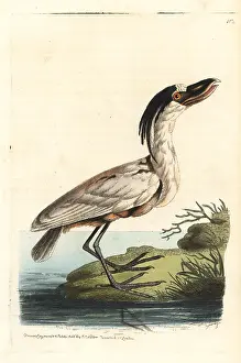Boatbill: Boat-billed heron, Cochlearius cochlearius