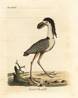 Cochlearia: Boat-billed heron, Cochlearius cochlearius
