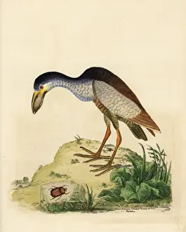 Cochlearia: Boat-billed heron, Cochlearius cochlearius