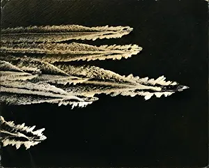Boat Racing