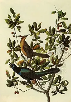 Mexicanus: Boat-Tailed Grackle, Cassidix mexicanus