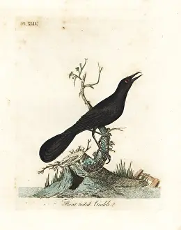 Gracula: Boat-tailed grackle, Quiscalus major