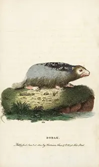 Marmot: Bobak marmot, Marmota bobak