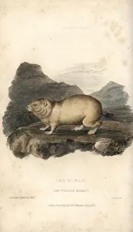 Arctomys: Bobak marmot, Marmota bobak