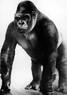 Gorilla: Bobby the gorilla, 1934