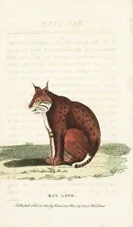 Bobcat: Bobcat, Lynx rufus