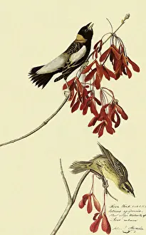 Bobolink: Bobolink, Dolichonyx oryzivorus