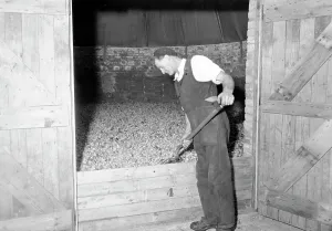 Bodiam: Bodiam, Hop Drying c1955
