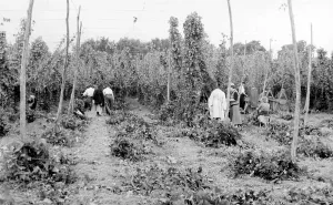 Bodiam: Bodiam, Hop Picking c1955