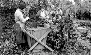 Bodiam: Bodiam, Hop Picking c1955
