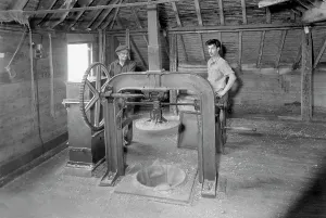 Bodiam: Bodiam, Hop Pressing c1955