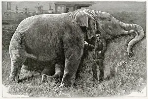 Marshalling: The body of Jumbo the elephant