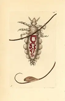 Louse: Body louse, Pediculus humanus
