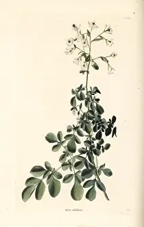 Ruta: Boenninghausenia albiflora