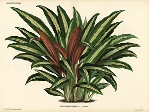 Ornata: Boesenbergia ornata