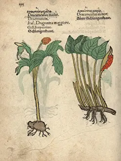 Lonicer: Bog arum, Calla palustris