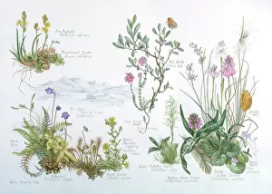 Myrtle: Bog Plants of Sutherland