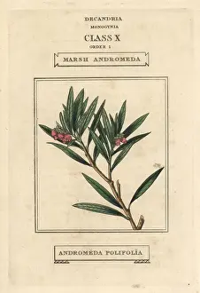 Polifolia: Bog rosemary, Andromeda polifolia