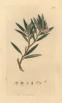 Polifolia: Bog rosemary, Andromeda polifolia