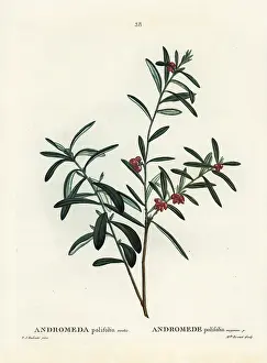 Poupee: Bog rosemary, Andromeda polifolia