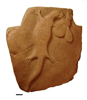 Scaled: Bogus fossil lizard