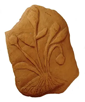 Bogus: Bogus fossil plant