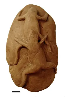 Bogus: Bogus mating fossil frogs