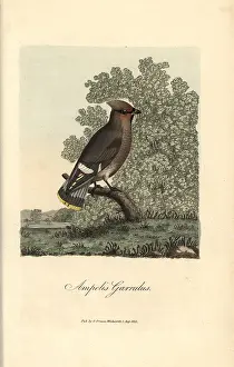 Bombycilla: Bohemian chatterer, Ampelis garrulus, Bohemian