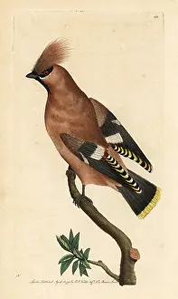 Bombycilla: Bohemian waxwing, Bombycilla garrulus