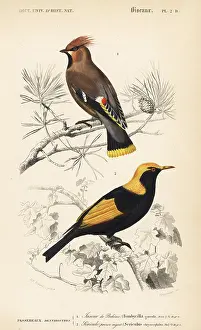 Travies: Bohemian waxwing, Bombycilla garrulus, and
