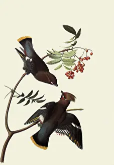 Bombycilla: Bohemian Waxwing, Bombycilla garrulus