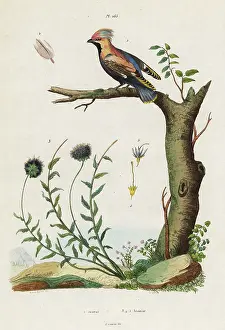 Pedretti: Bohemian waxwing and sheep's bit