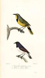 Achille Richard: Bokmakierie and violet-backed starling