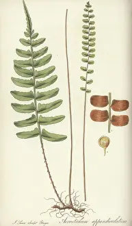 Southeast Asia: Bolbitis appendiculata fern