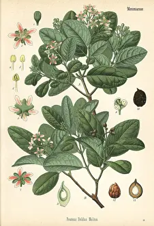 Kohler: Boldo tree, Peumus boldus