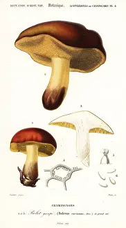 Mycology: Bolet mushroom, Boletus circinans