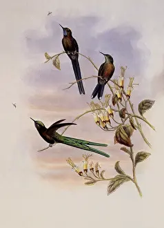 Sylph: Bolivian Sylph, Cyanthus Bolivianus