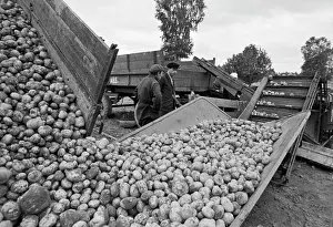 Potatoes: Bolshevik collective farm