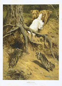 Rabbits: Bolted by Arthur Wardle