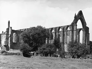 Wharfe: BOLTON ABBEY